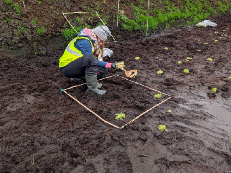 Torfmoospflanzung mit Pflanzquadrat